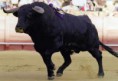/album/fotogaleria/toro-b-jpg/
